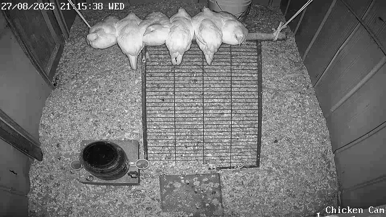 Millar Time Chicken Cam