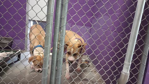 Titan-forehead white sliver Atlas 2.5ys Pet Ids 947131 947132 kennel 25 HSSAZ shelter_20250613_297