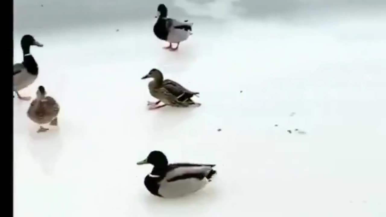 🦆😂
