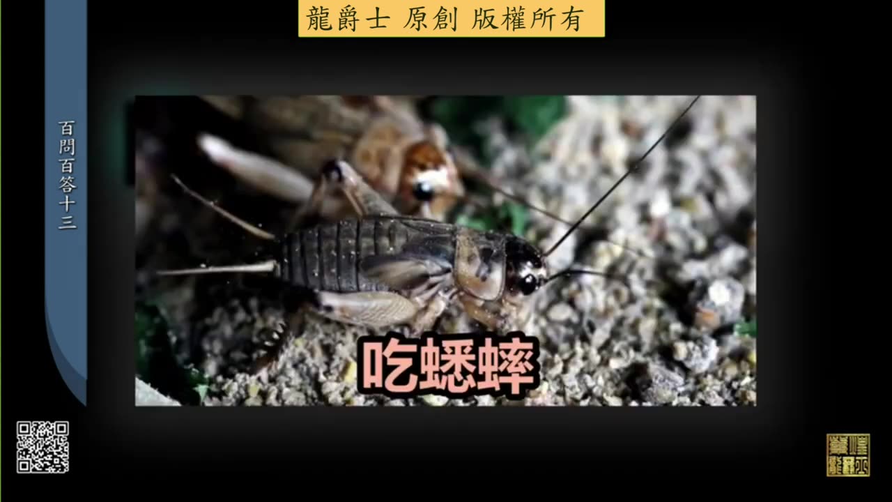 【龍爵士】千問千答 Q134 龍魚吃東西太斯文，吃飼料跟活得都一樣慢