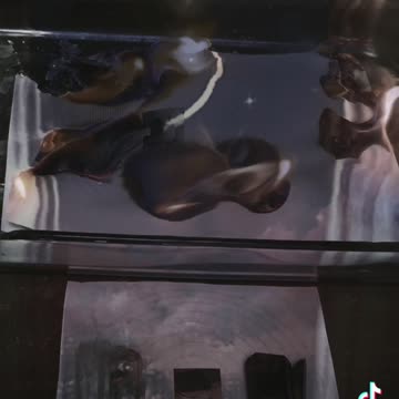 Tim Rifat TikTok Videos