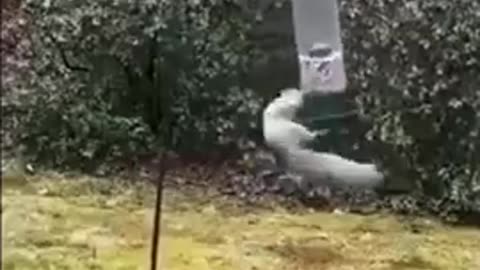 😂🐿️ This Squirrel's Feeder Attempt is Priceless! | FunFM