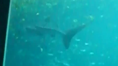 Georgia Aquarium: Where the Ocean Comes to Atlanta