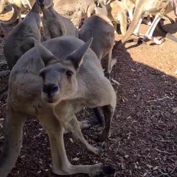 Kangaroos as new employee in pub only in Australia 🇦🇺