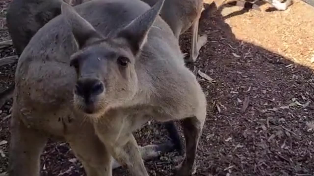 Kangaroos as new employee in pub only in Australia 🇦🇺