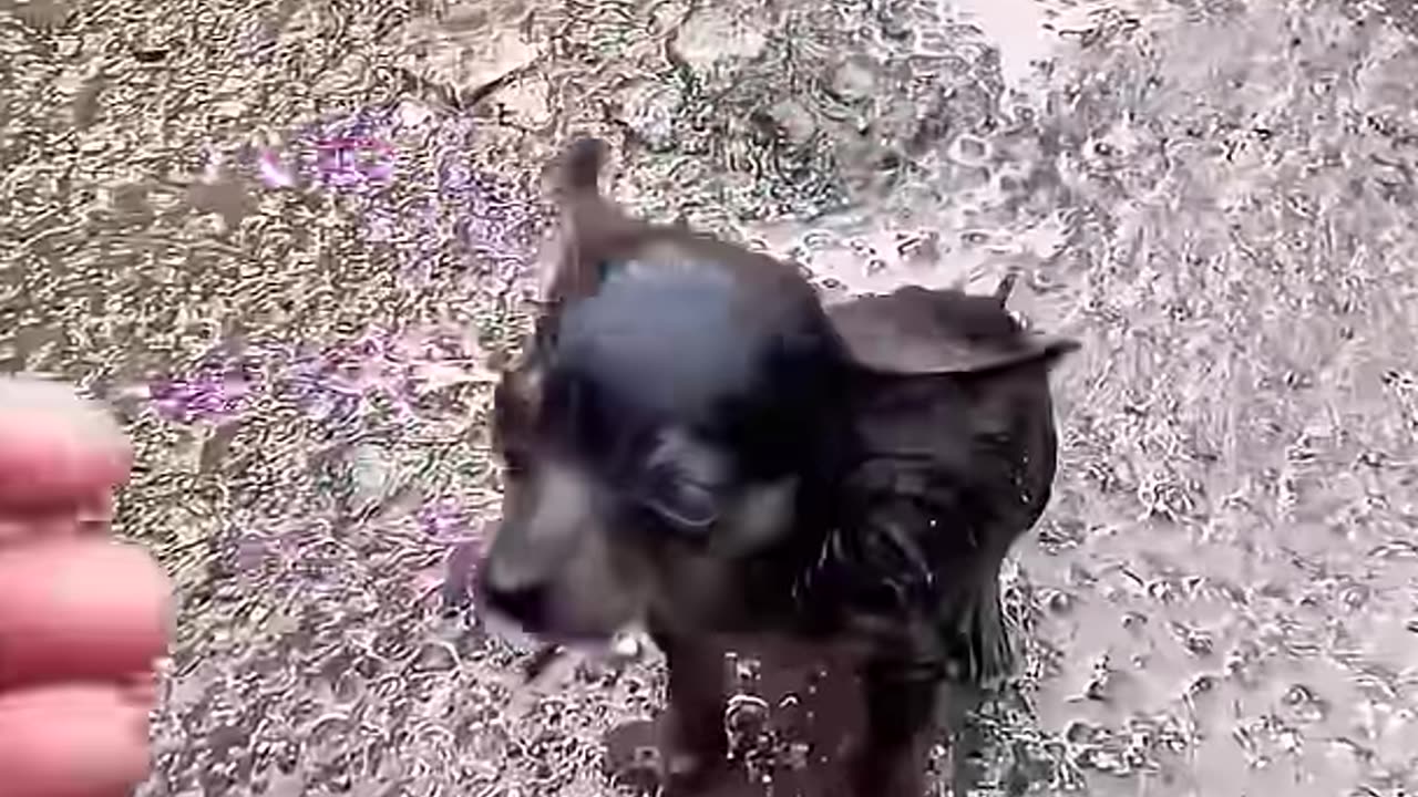 Found family for lost doggy