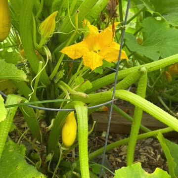 How to keep your squash plants off the ground