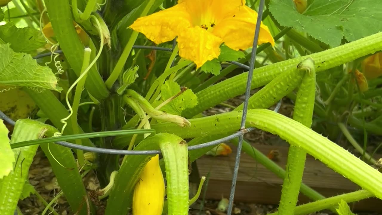 How to keep your squash plants off the ground