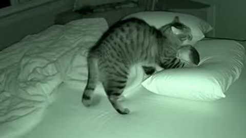 “The Cat That Stood Between the Baby and the Unseen Evil”