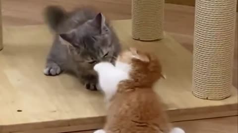 Cute funny cat