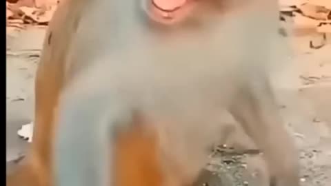 Funny Video