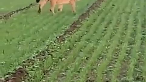 🧠✨ Lionesses Roaming Free in Gujarat! Less Aggressive Lions? | FeedMyCuriosity