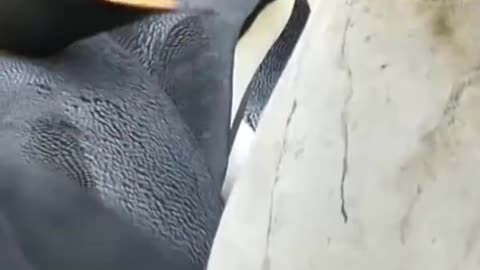 The first flight of the bird, wildlife in nature.