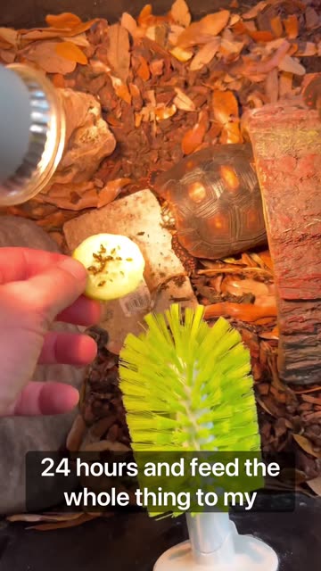 Terrariums = Tortoise Food!