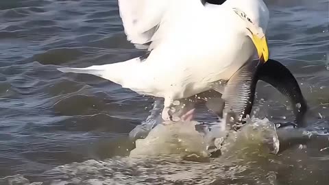 bird of prey