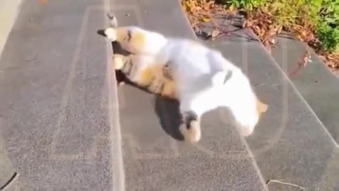 Funny video