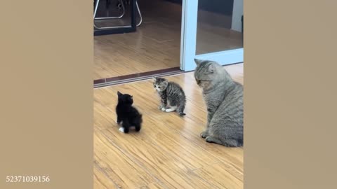 Funny Cats