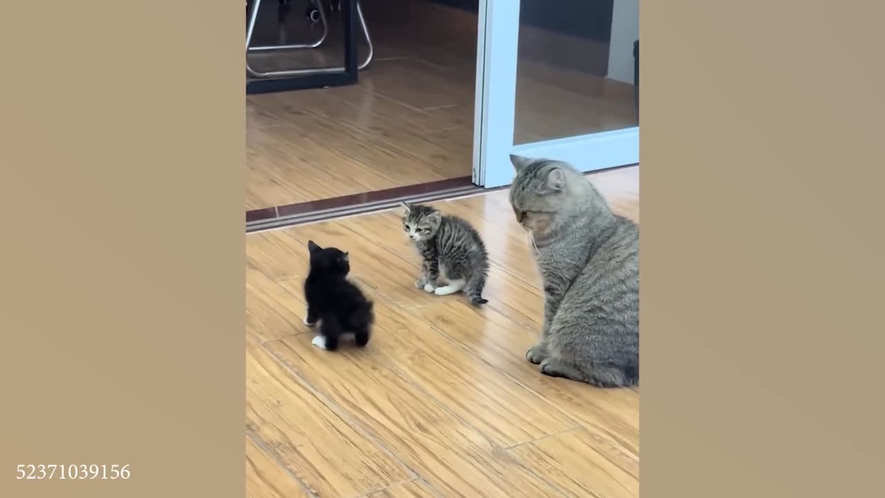 Funny Cats