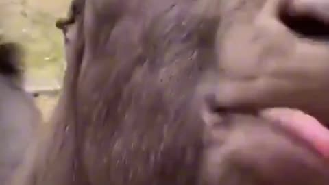 THESE ARE THE TOP 5 FUNNIEST & TERRIFYING ANIMAL SOUNDS!