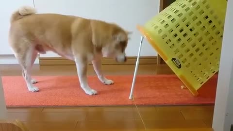 Lovely Funny Dog at Home