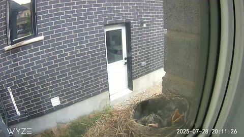 Nestlings5
