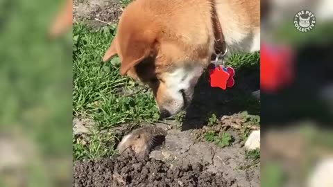Breaking: Funniest Pets Videos Of The Week