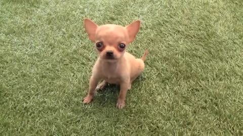 perrito gracioso
