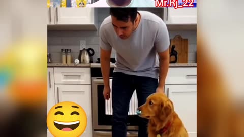The cat dropped everything and blamed Doggy for it. #funny #comedy