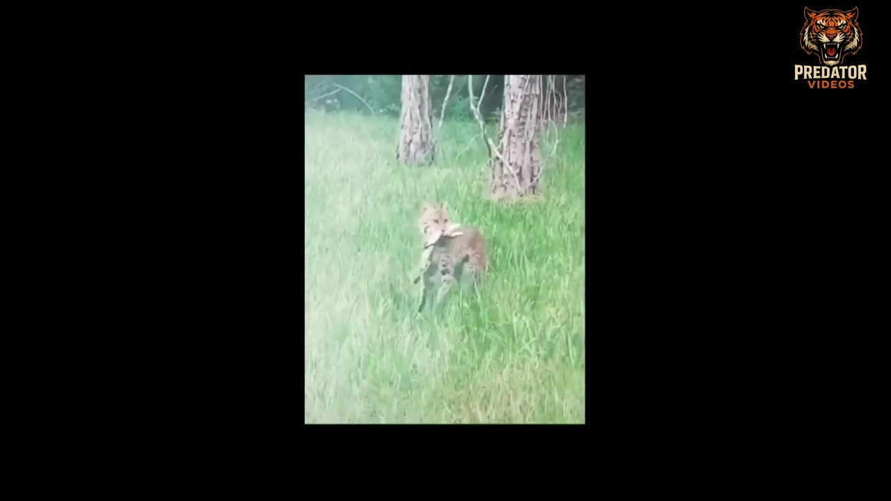 Cat is hunting of Lizard