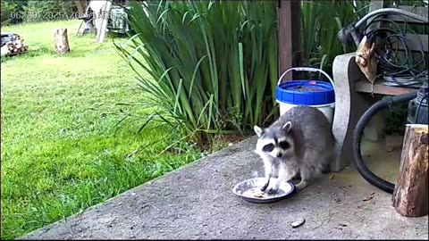 Coon Cam 3
