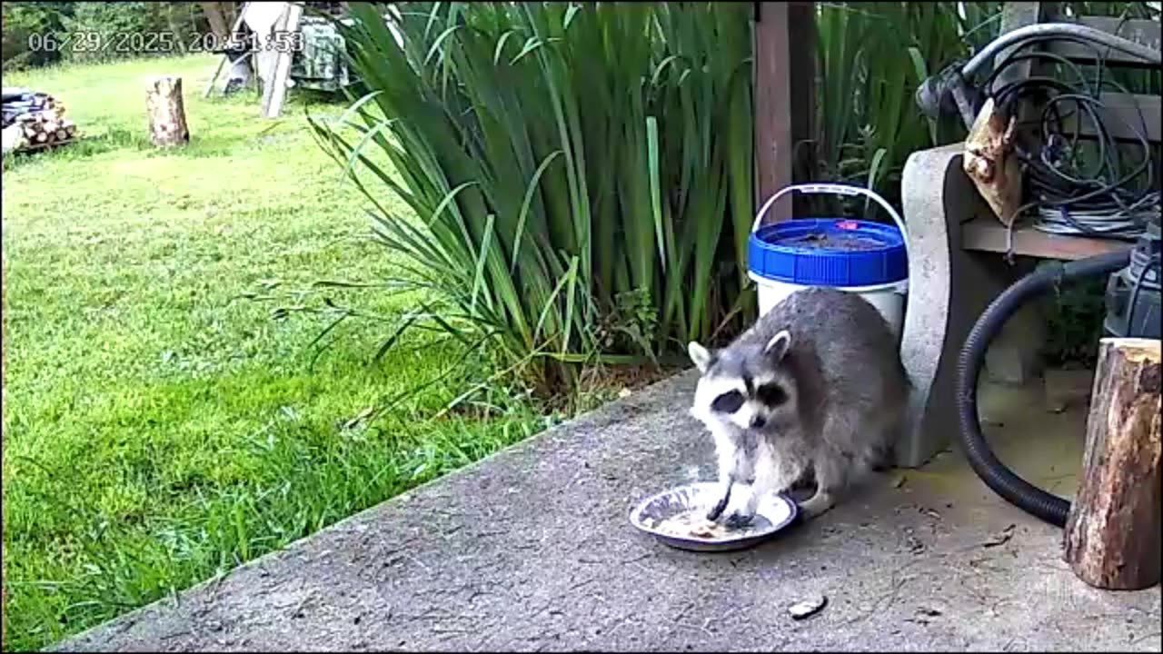 Coon Cam 3