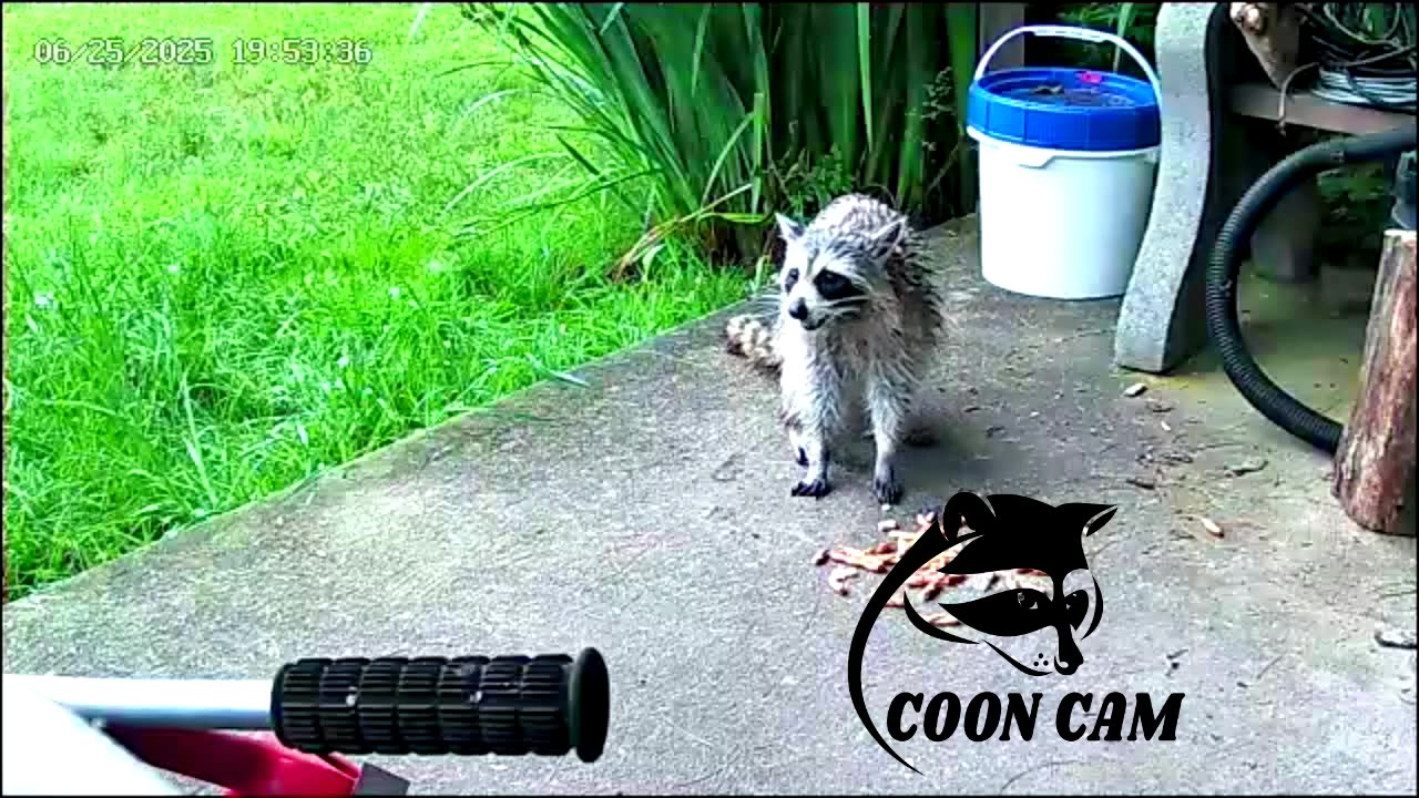 Coon Cam 1