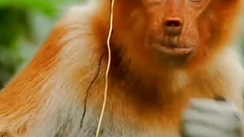 Proboscis monkey of Borneo