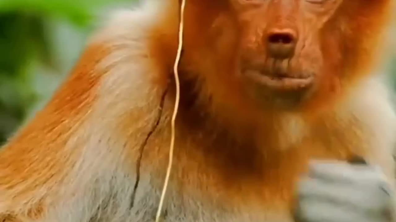 Proboscis monkey of Borneo