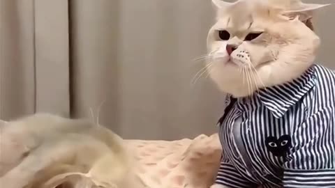 Licked it and then punched me 😂. #cat #funnyreels #funnyanimals