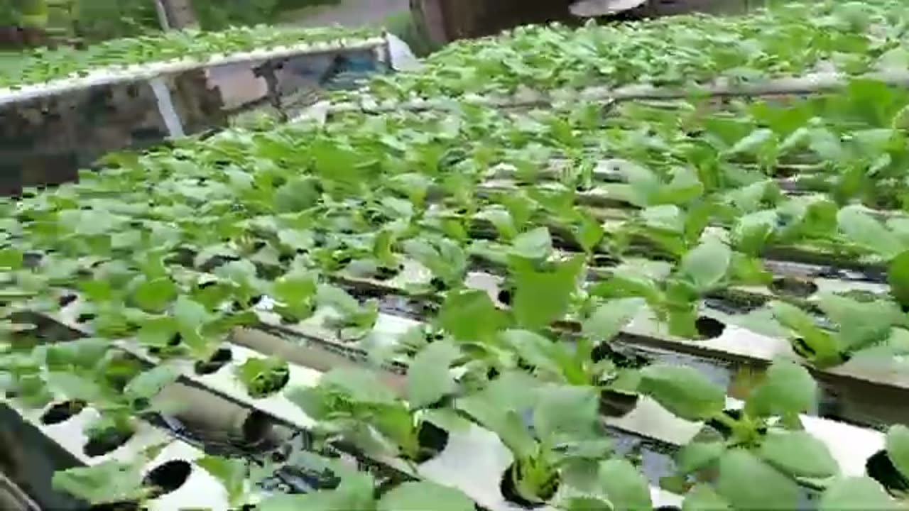 After the guyur, update the sayur pakcoy hidroponik.