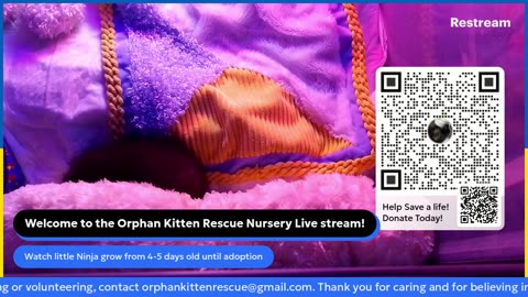 kitten Ninja is live