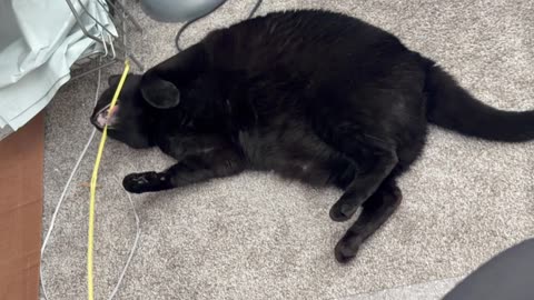 Cute Precious Piper Unwinds in the Office - My Adopted Shelter Cat Vlog