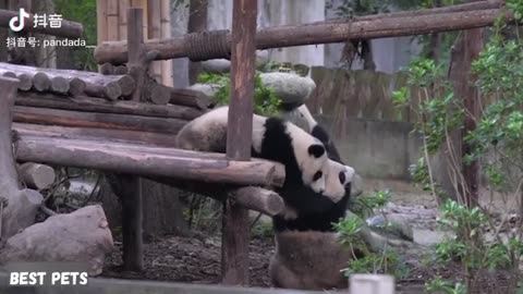 Funny And Cute Panda Compilation Best Pets Video 2025