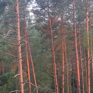 Morning Forest Awakening: Birds & Nature Sounds 🌳🎶