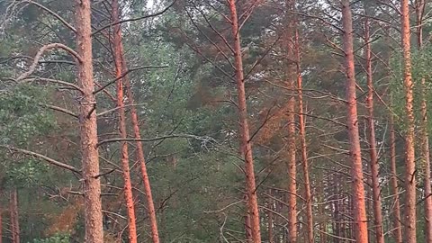 Morning Forest Awakening: Birds & Nature Sounds 🌳🎶