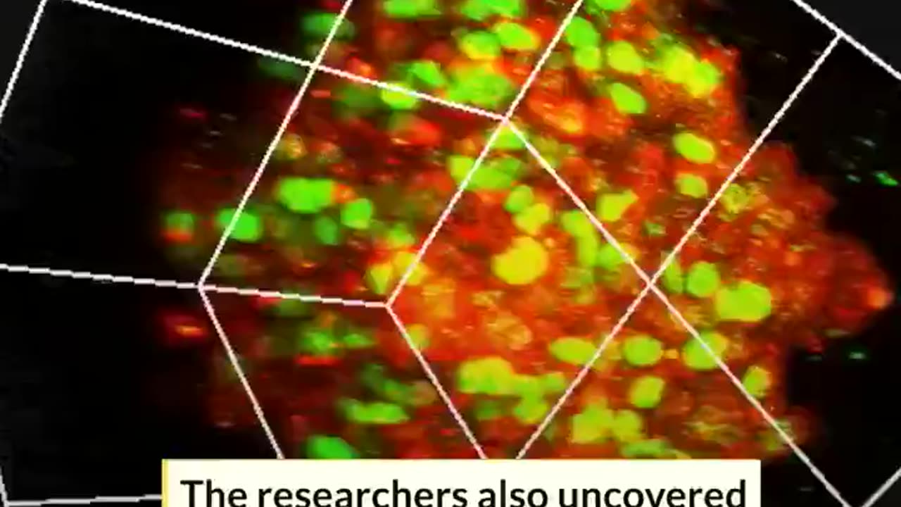 JAPANESE SCIENTISTS DEVELOPED A HYDROGEL THAT TRANSFORMS CANCER CELLS INTO CANCER STEM CELLS IN 24 HRS