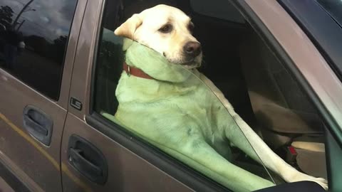 when your dog has only one brain cell