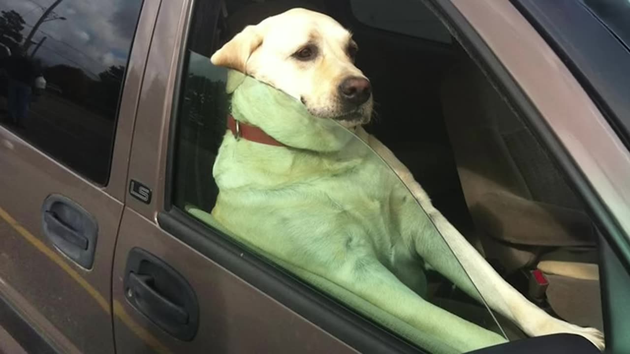 when your dog has only one brain cell