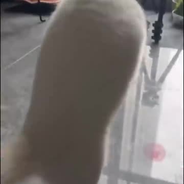 Meow Chi: The Clawed Path | funny cats 😹