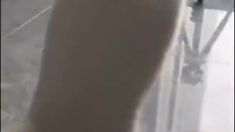 Meow Chi: The Clawed Path | funny cats 😹