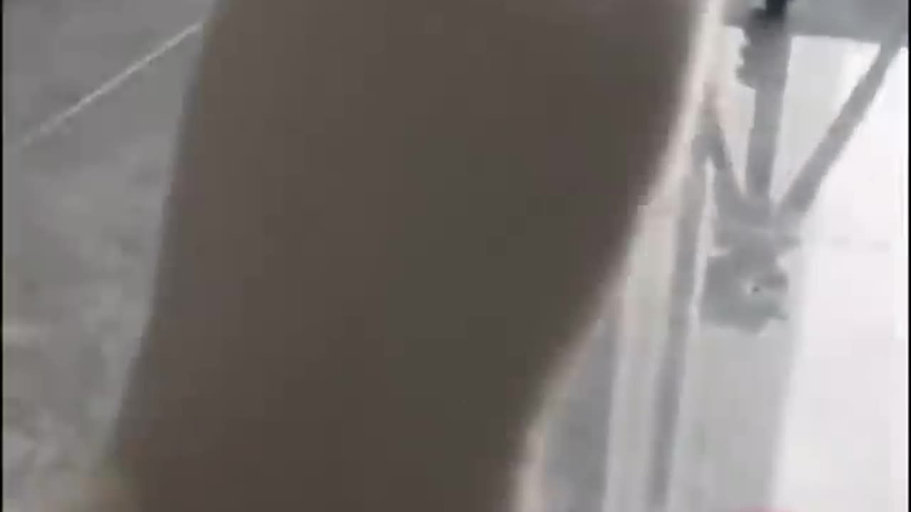 Meow Chi: The Clawed Path | funny cats 😹