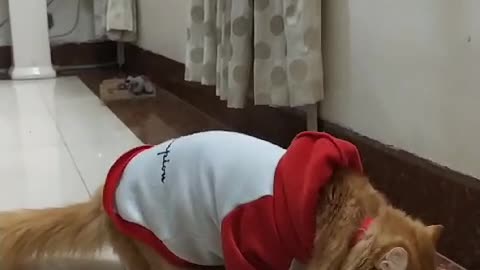 So cute cat listen 2