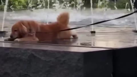 😂🐾 You Won't Believe This Chill Spot Choice! Funny Animal Relaxation | FunFM