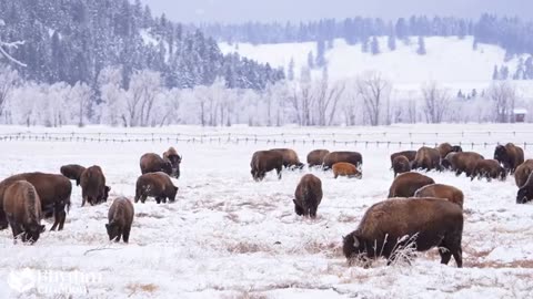 Wonderful Animals 4K - Discover Nature's Most Beautiful Animals with Relaxing Peaceful Music